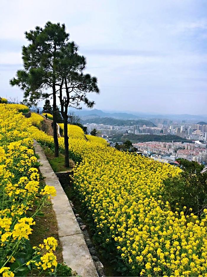 不負春光又是一年賞花季溫嶺油菜花