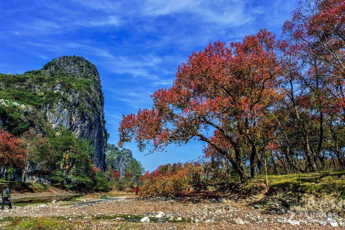 桂林秋天的乌桕滩也是别有一番美景