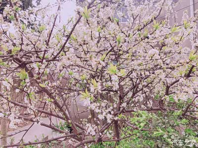 这个是加应子树,刚开始还不知道是啥,因为我上次见它的时候是吃的她的