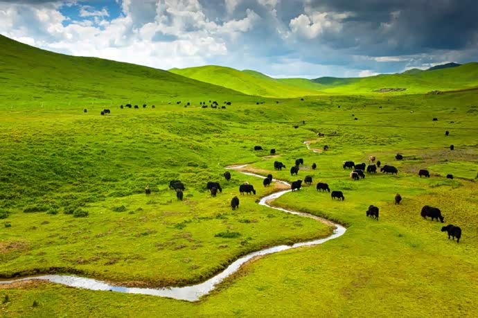 桑科草原一场美丽的邂逅