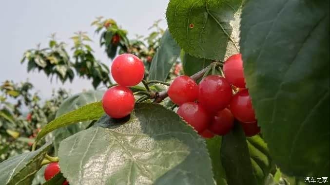 玉峰山上摘樱桃