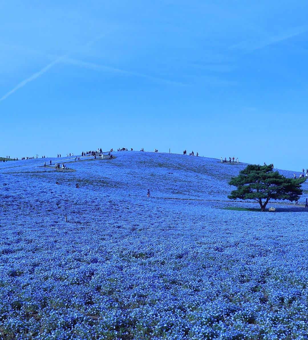 日本的蓝色粉蝶花海·真是太梦幻啦!