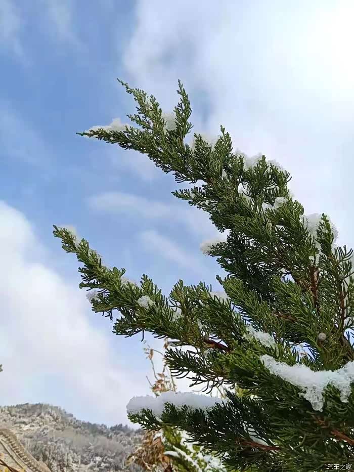 雪压青松,松柏的刚劲冬日里无可替代的美景,屹立在寒风暴雪中寒冷做久