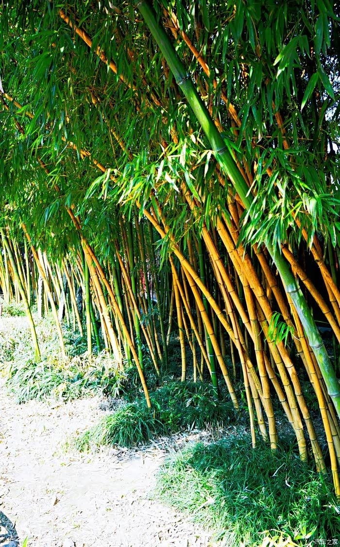 黄竹,明显竹杆颜色呈黄色.