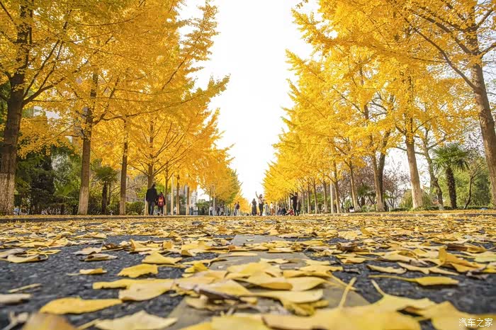 二十万分之一皖西学院银杏大道诠释何为秋黄色