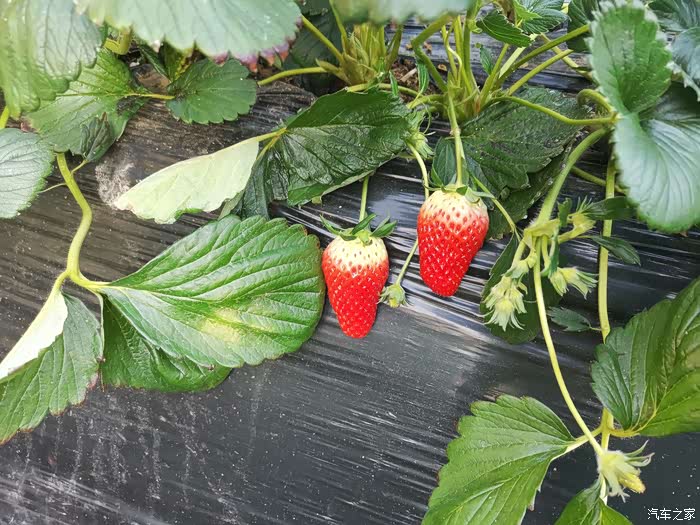 【周末游记】桑塔纳出游之山东海阳-草莓采摘!