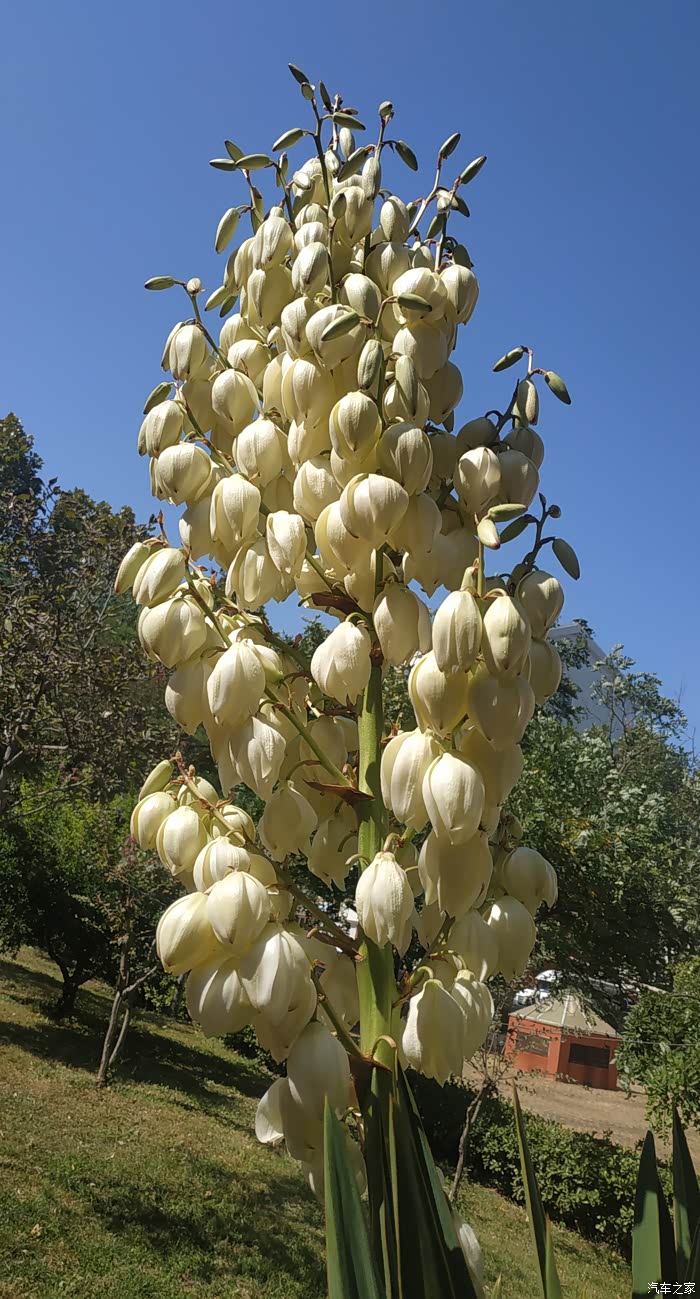 秋意正浓——剑麻花开