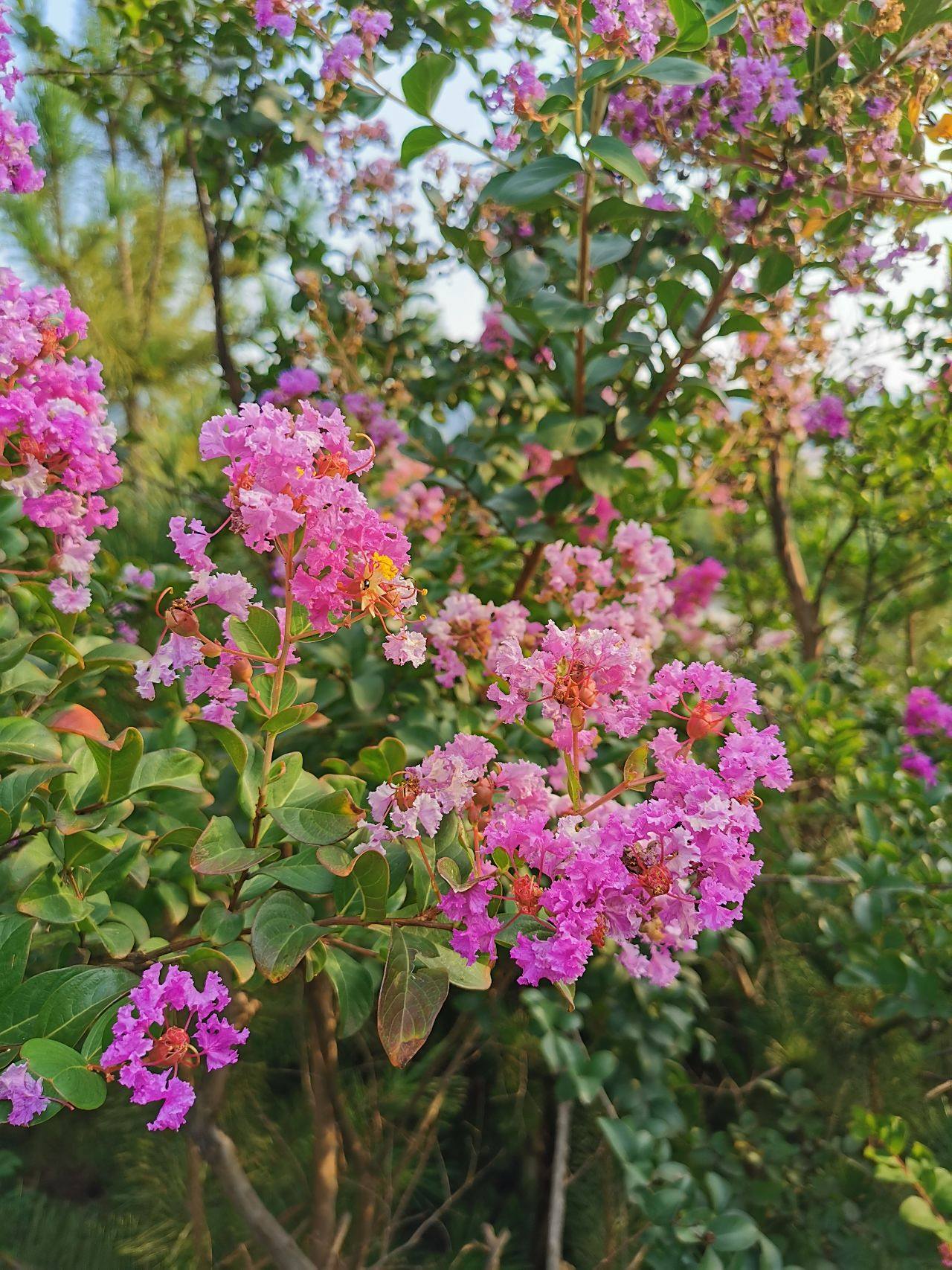 美丽的山花早上散步去拍的挺美的