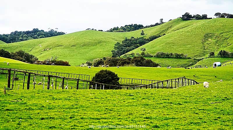 图 走进青青草原牧场,感受自然风景大片,棉花般的云朵.翠绿的草原