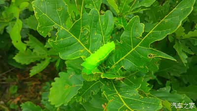 东北山上的蚕蛹