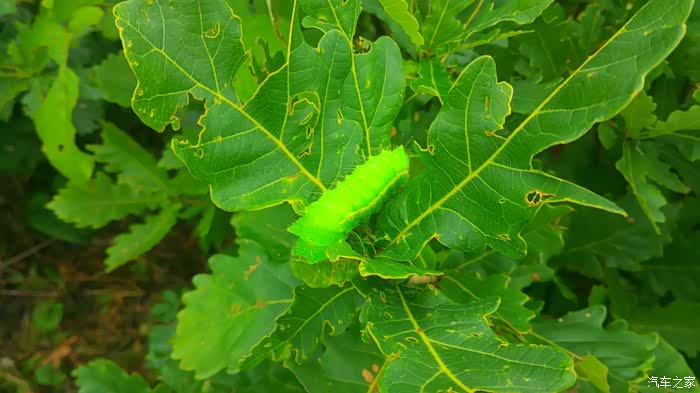 东北放蝉的生活