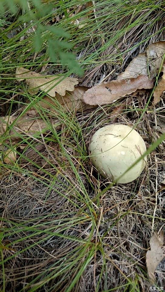 【辽宁长安车友俱乐部】采蘑菇之旅