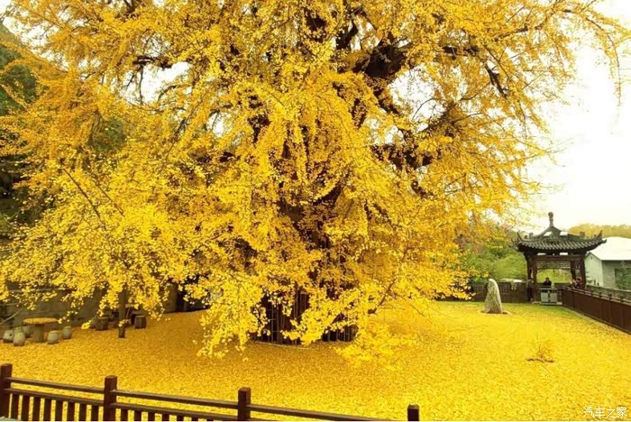 古观音禅寺古银杏树