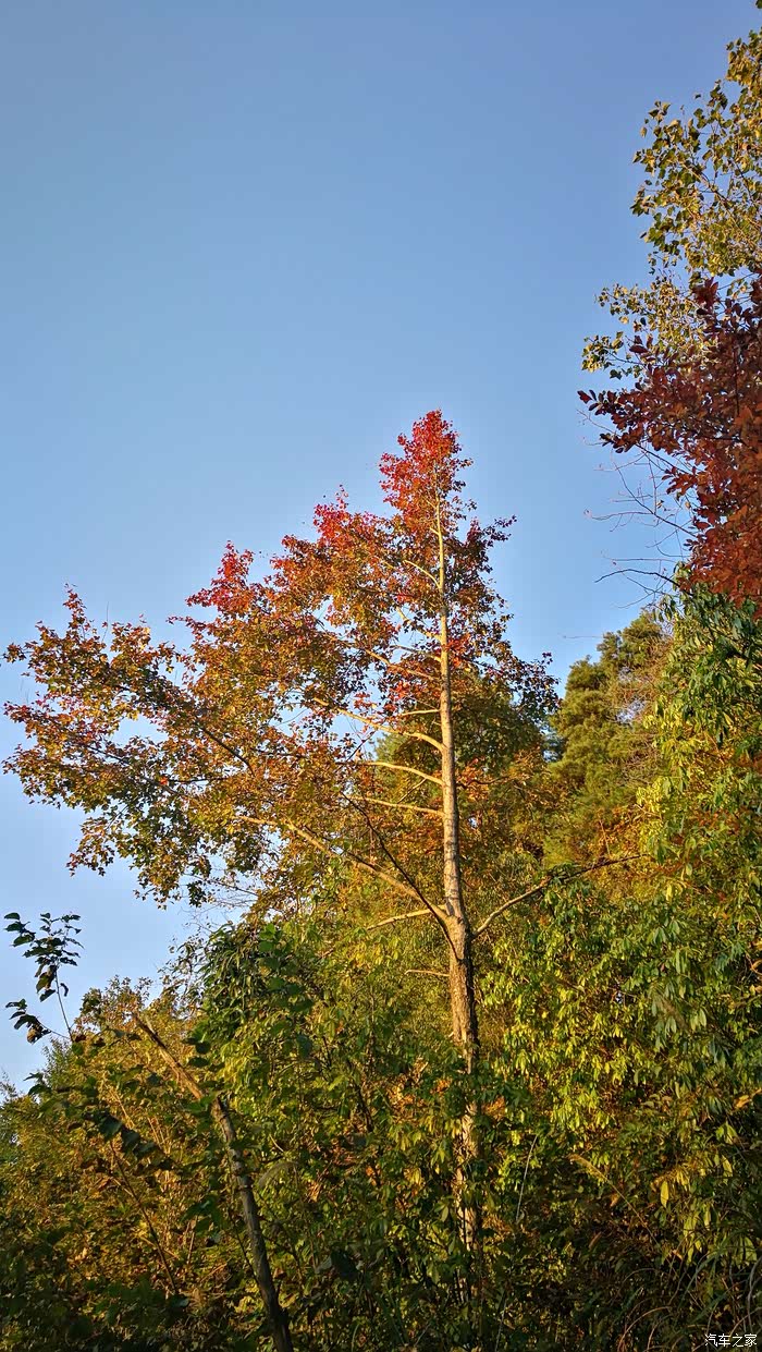 【图】贵阳最近赏秋处:半边山红枫林 大木村银杏_贵州论坛_汽车之家
