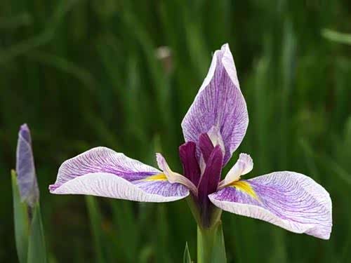 四月四日夏令新余花更饶三日春