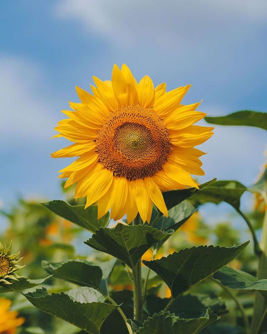 向日葵花田美呆了