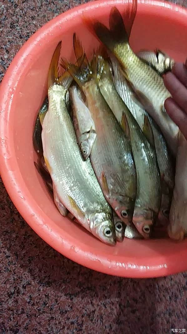 在我们本地一个荒废的水库野钓的黄尾红尾!