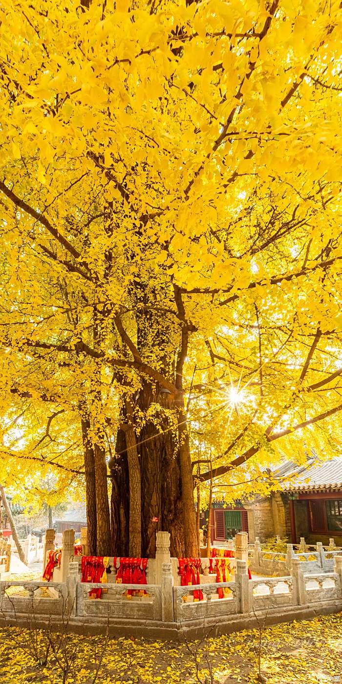 潭柘寺的银杏图片