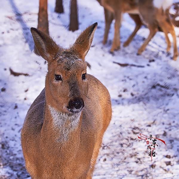 因为狍子这下傻乎乎的事迹,当地人就称袍子为傻狍子.