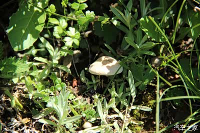 米拉日巴佛阁在市区周边不远.看到很多当地藏民在转经,磕长头.