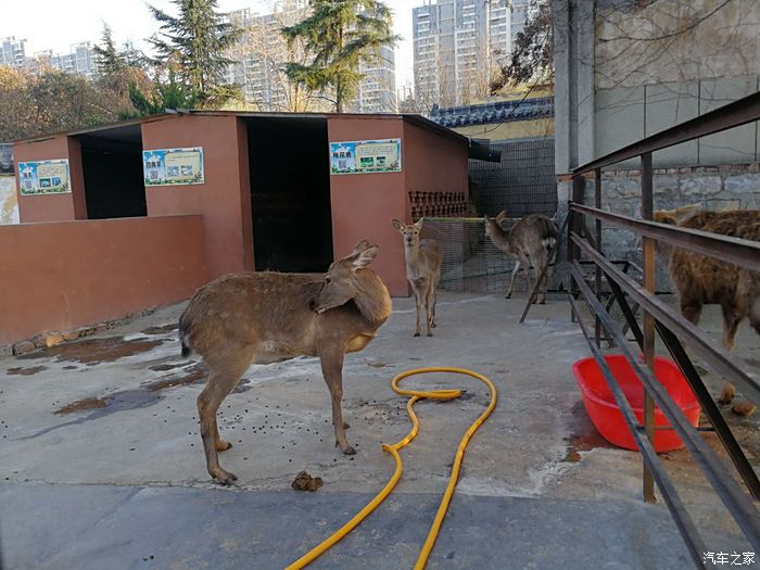 你好2021滕州動物園遊記