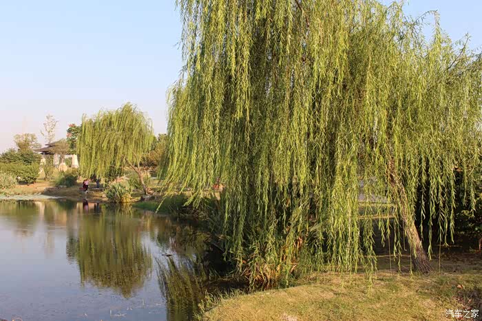 池塘边的倒柳也很好看