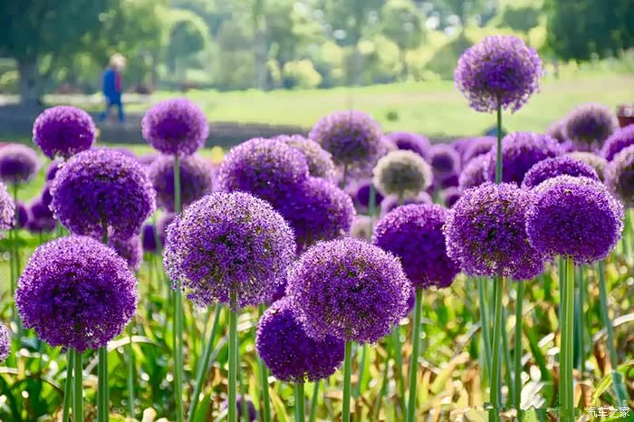 大葱花,宛若一片紫色花海,甚是壮观