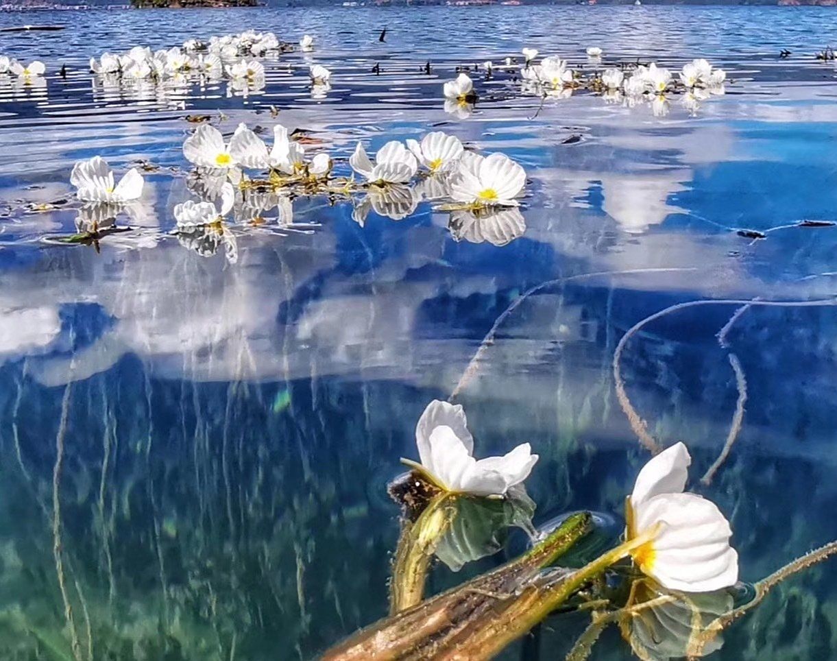 飄長在瀘沽湖水面的白色小花,晶瑩剔透