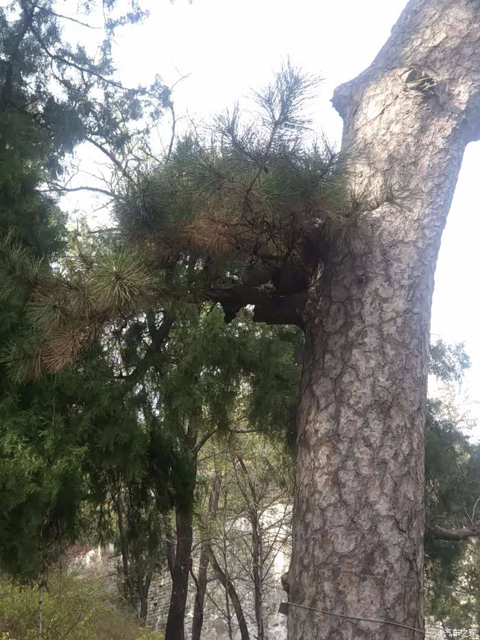 我的北京香山之旅