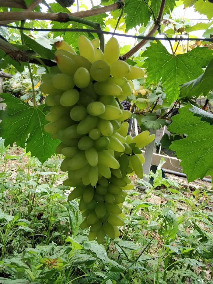 【无锡长安suv联盟】无锡鸿山葡萄采摘集体活动