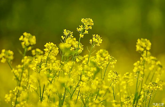 虞舜公园油菜花图片