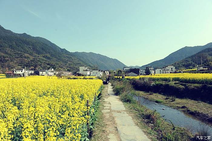 春天盛開的村莊穿越油菜花田