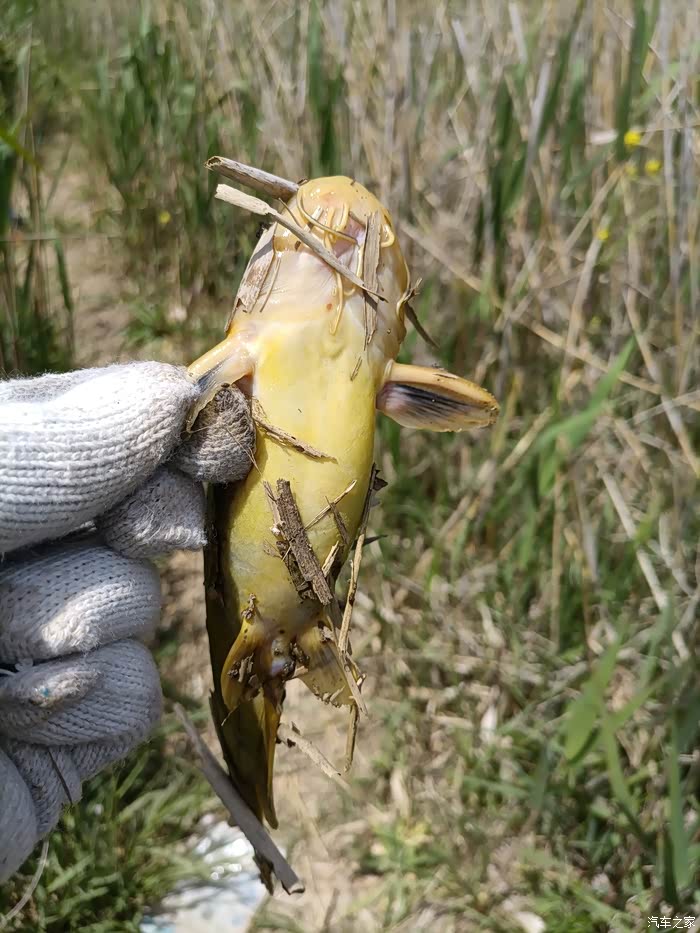 肥美钢针鱼十来条