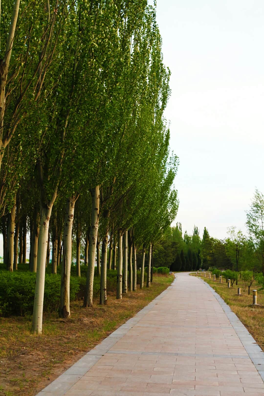 林间道边的白杨