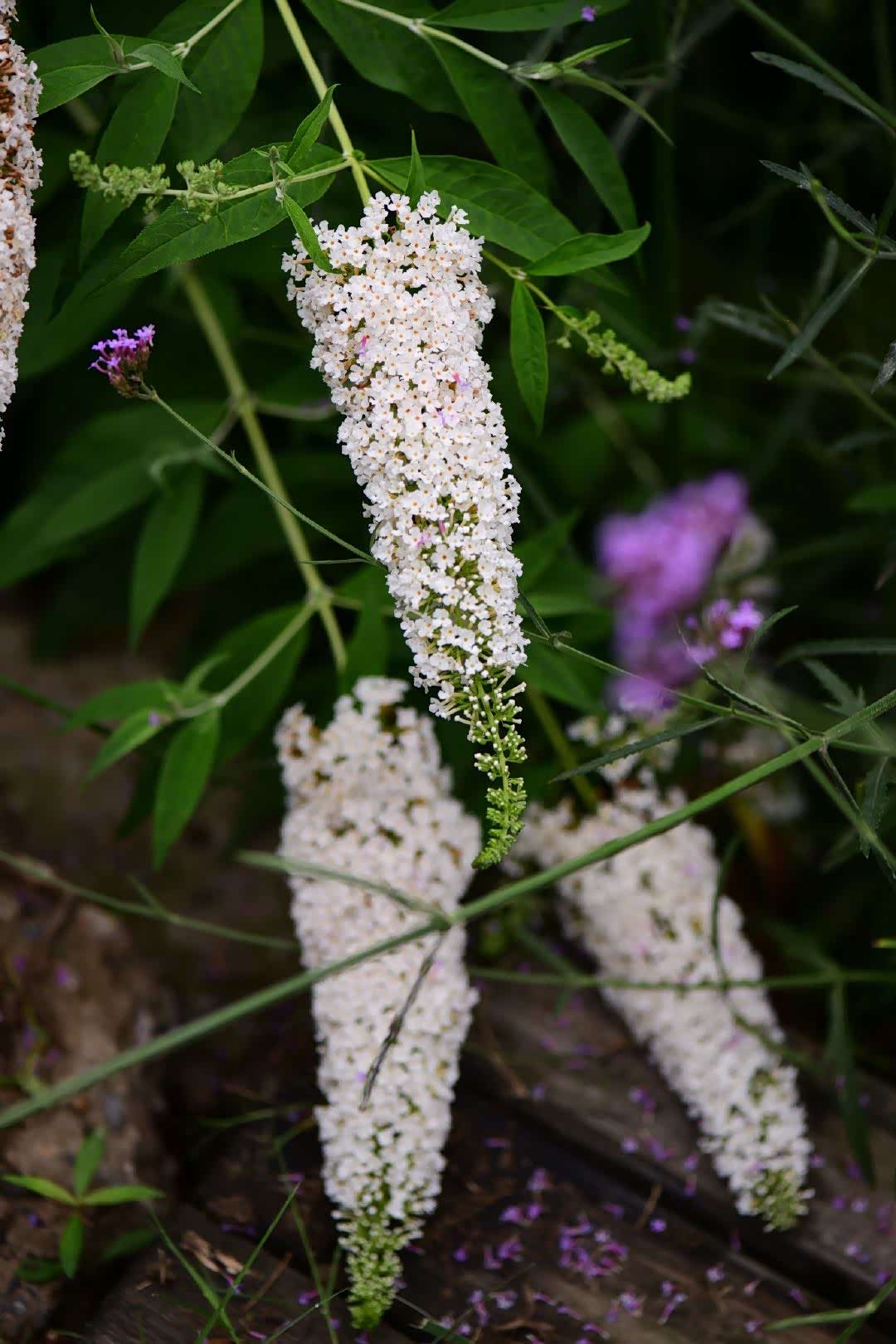 江南已进入黄梅季大概隔着屏幕都能感受到空气的黏湿闷热吧