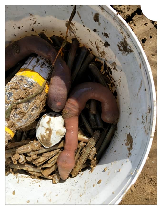 接下来就是海肠了.