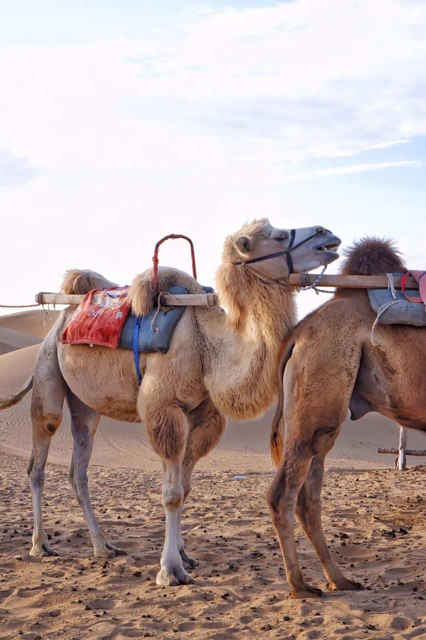对于沙漠骆驼的向往促成了我的腾格里沙漠之行