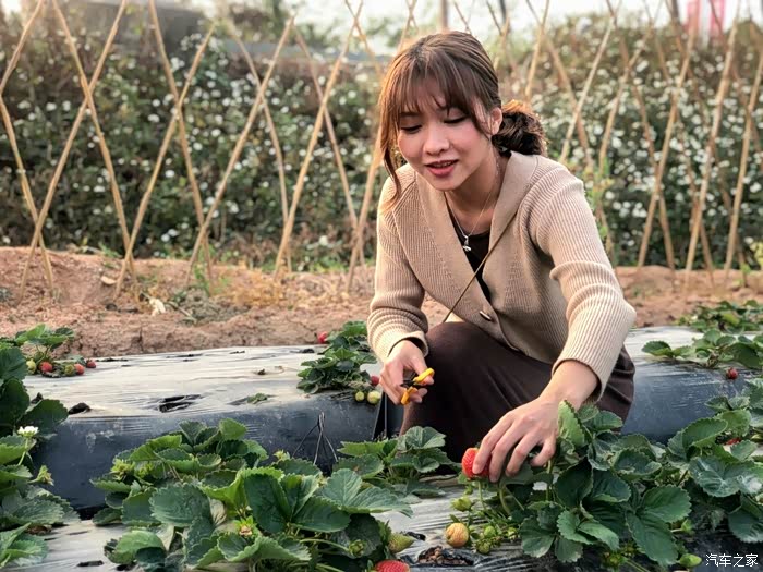 一颗颗硕大的草莓