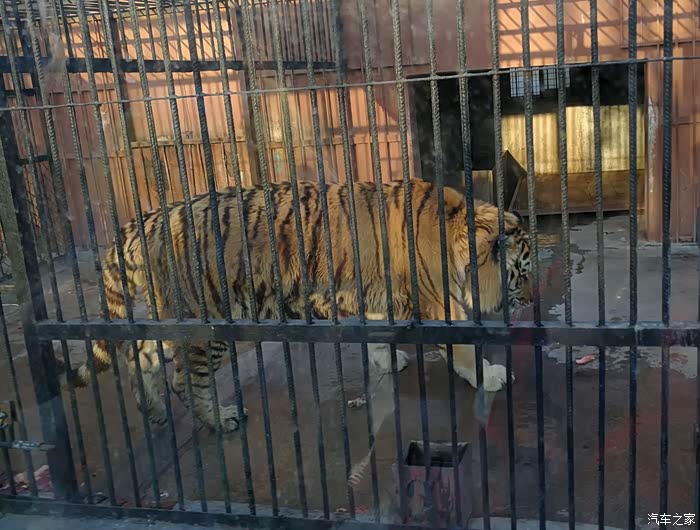 你好2021滕州动物园游记