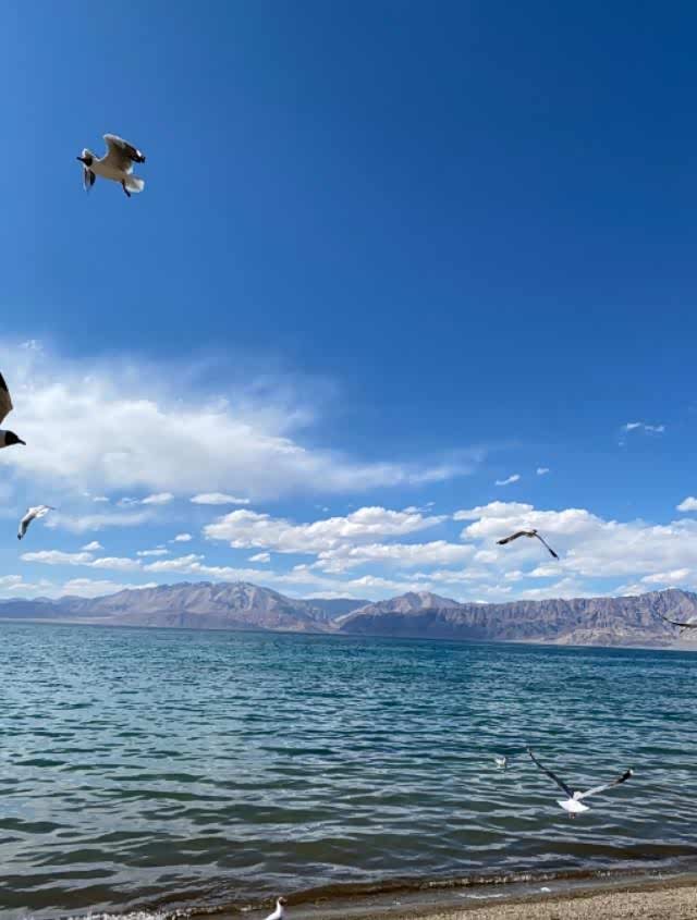 深呼吸感受大自然气息,山川湖泊,清新秀丽,水鸟的乐园.