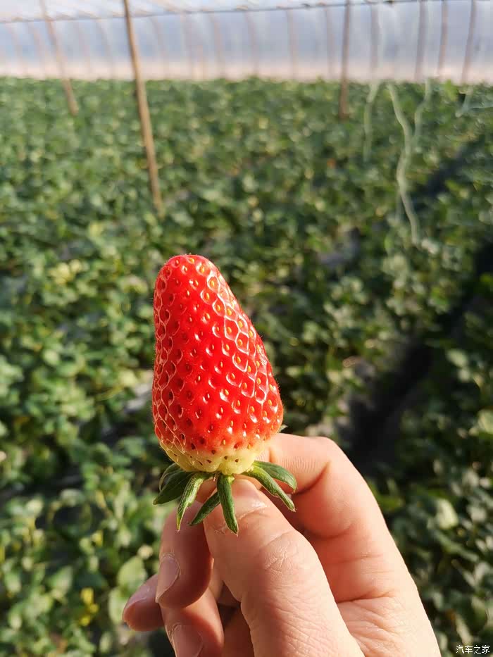 【周末游记】桑塔纳出游之山东海阳-草莓采摘!