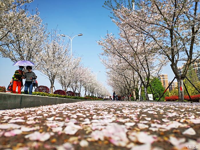 【3月初打卡计划】观赏杭州滨江最美樱花大道