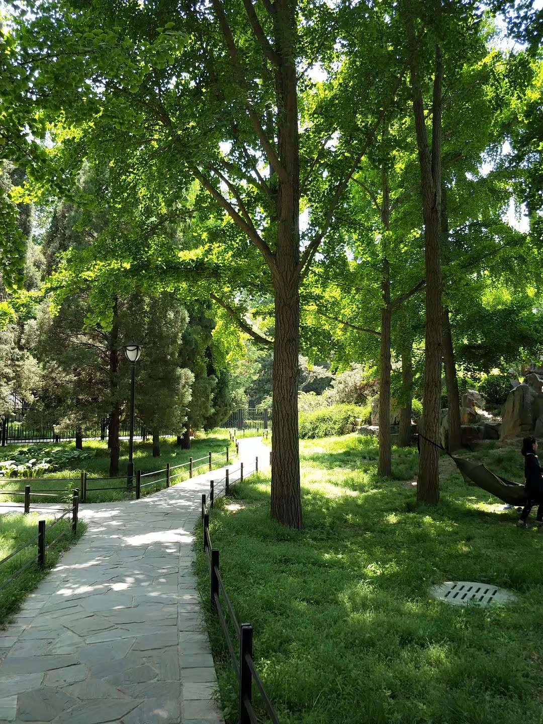 初夏里的一处绿荫下与美女相约