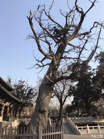 虬龙柏,苍劲有力,冲向蓝天