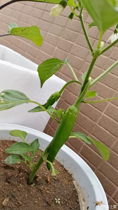 日常生活;綠色食品種在樓頂的蔬菜,朝天椒