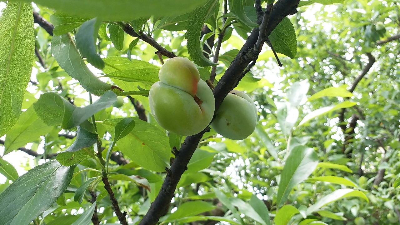 这里的醉李,每一颗都是汁多味甜