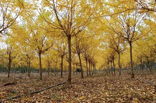 金槐,染黄了深秋.