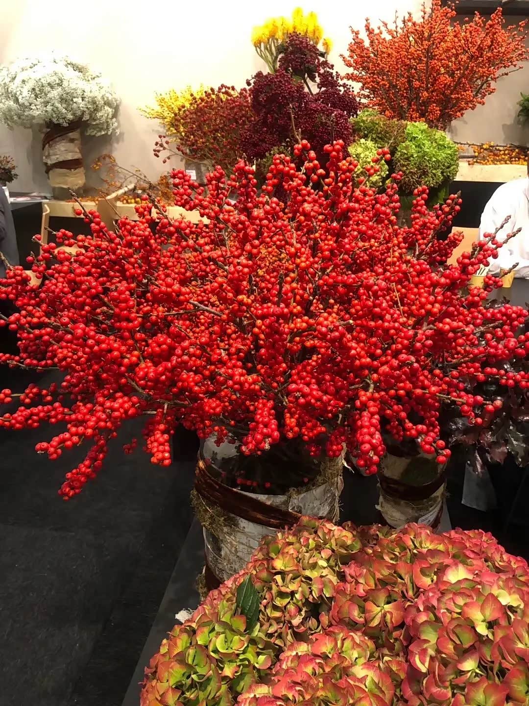 北美冬青是一种观果的花卉,果子火红火红的,非常漂亮