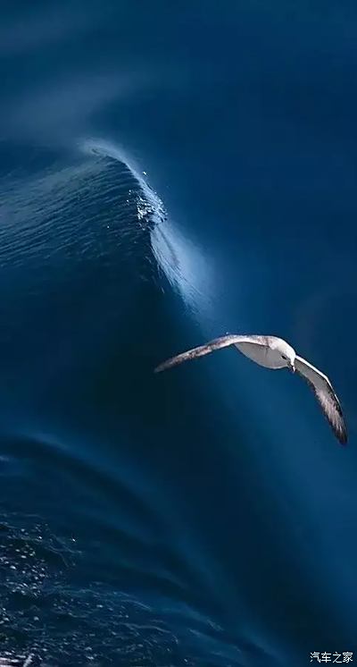 人与自然自由翱翔图片图片