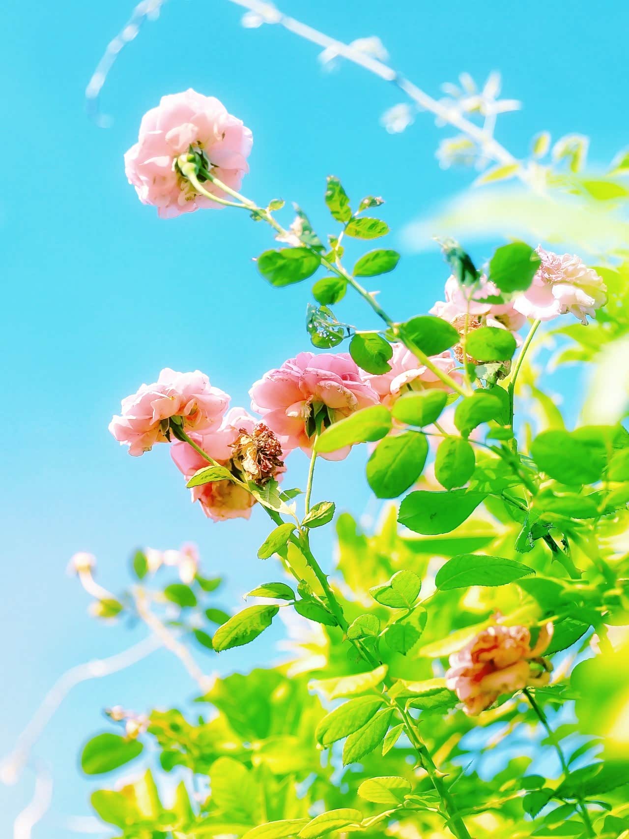 行走在人间的美景使者,绿叶盛开的花朵.